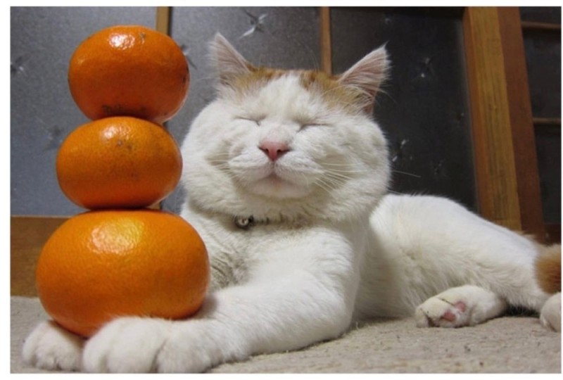 Создать мем: кот, кошечка с мандаринами, кот с мандарином на голове