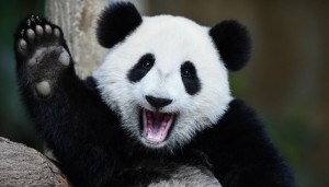 Create meme: animals for avatars Panda, the giant Panda, panda beautiful photo