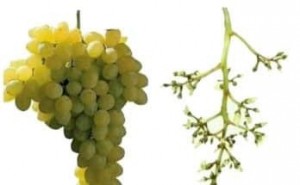 Создать мем: виноград киш-миш белый, зеленый виноград, виноград