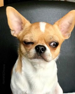 Create meme: dog podozrevala Chihuahua, Chihuahua Chihuahua, Chihuahua dog