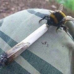 Create meme: bumblebee insect, saffron bumblebee, a bee with a cigarette