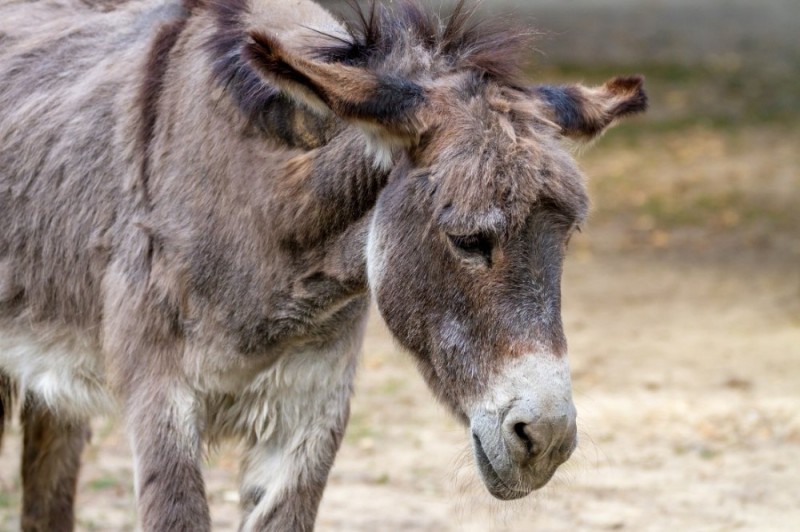 Создать мем: the donkey, грустный ослик, ишак