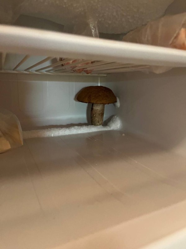 Создать мем: белый гриб, шляпочные грибы, грибы съедобные
