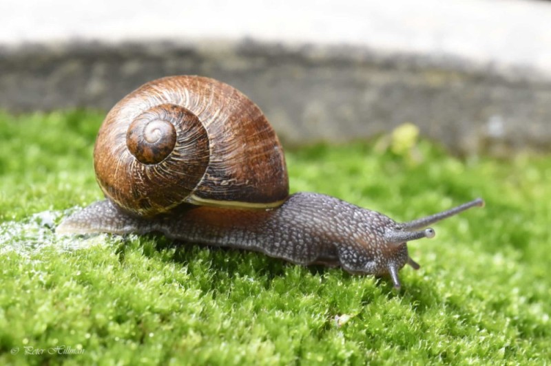 Create meme: garden snail, The forest snail, gastropods grape snail