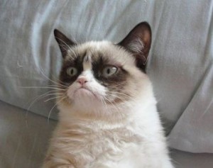 Создать мем: хмурый кот, недовольный кот, grumpy cat meme