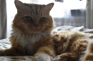 Create meme: Siberian cat, the British fold cat, cats