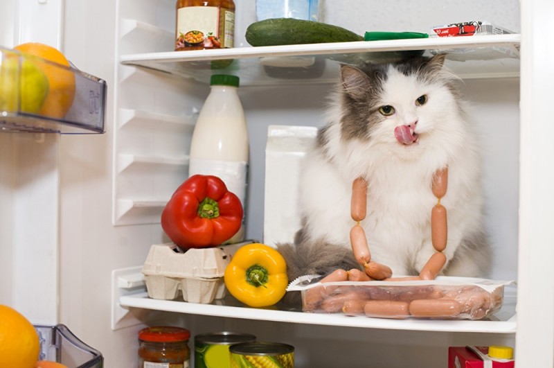 Создать мем: кот открывает холодильник, еда для кошек, кот и сосиска