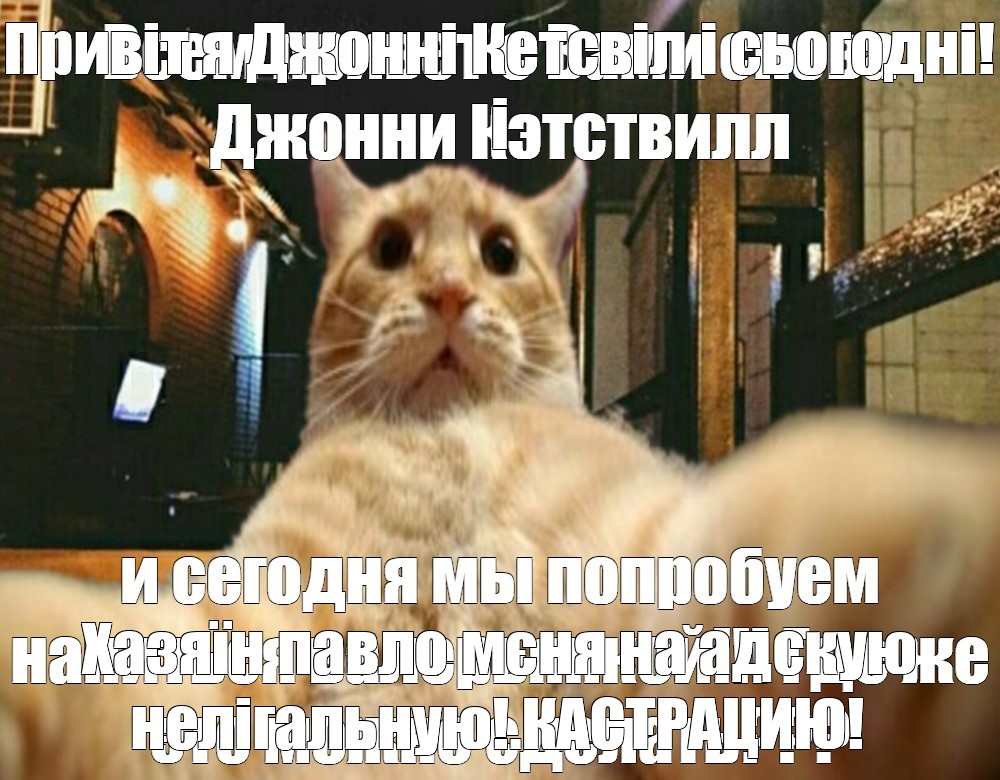 Johnny cat. Джонни Кэтсвилл шурундулы. Кот Джонни Кэтсвилл. Джонни Кэтсвилл Мем. Джонни Кэтсвилл шаблон.