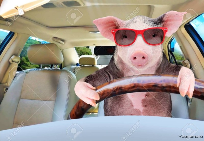 Create meme: dog behind the wheel, pig in the car, pig driving