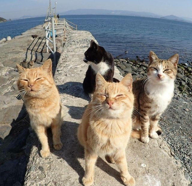 Создать мем: котики смешные, кот, кошачий остров в японии