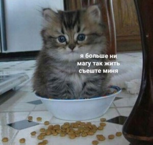 Create meme: cat, cats, funny cats