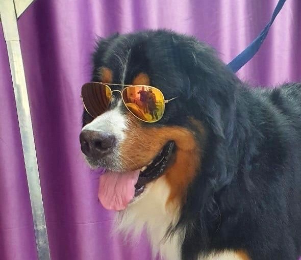 Create meme: Bernese mountain dog breed, bernese mountain dog, The Bernese Mountain Dog is funny