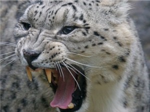 Create meme: IRBIS snow leopard, snow leopard