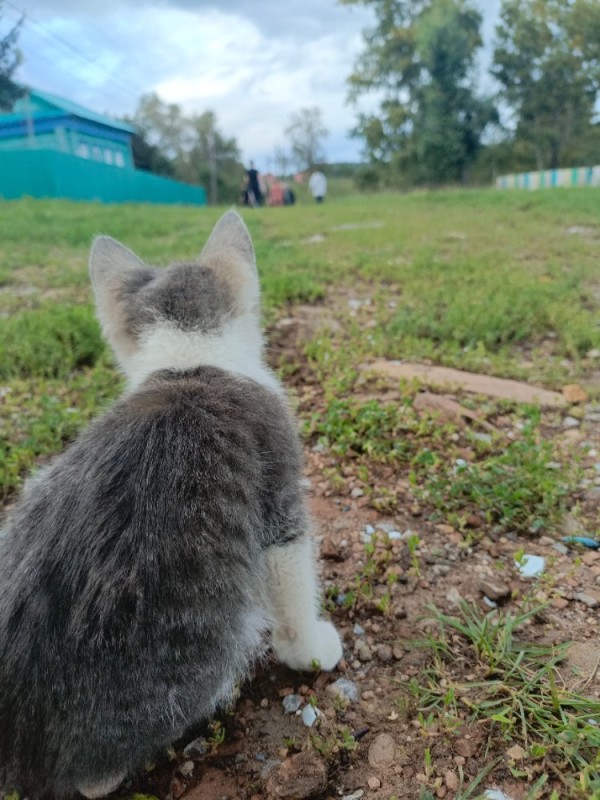 Создать мем: кошка, домашнее животное, животное кошка