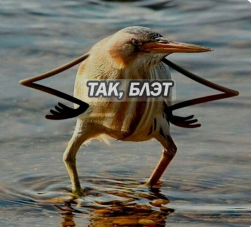 Create meme: so blat is the original, so, blet bird meme, So blat the bird