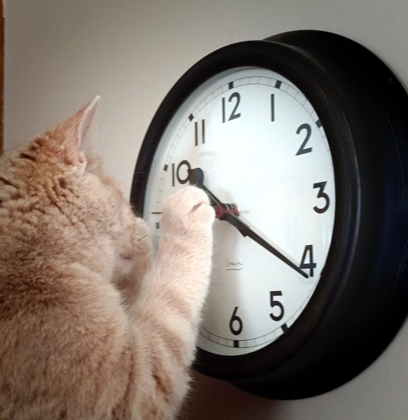 Create meme: Cat clock it's time, the cat with the clock, wall clock