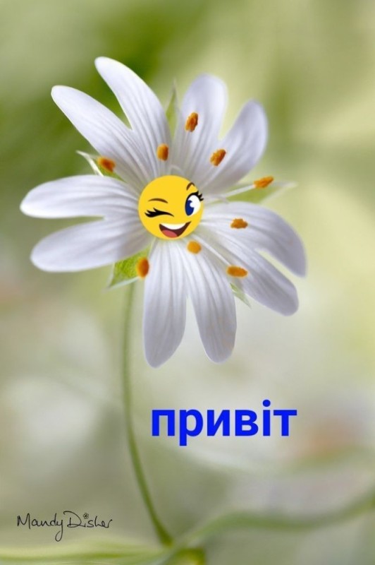 Create meme: a white flower with a stamen, white flowers, the flowers are beautiful