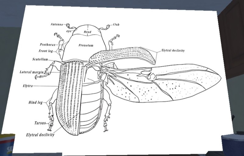 Create meme: the external structure of the May beetle, the structure of the May beetle, the structure of the floating beetle