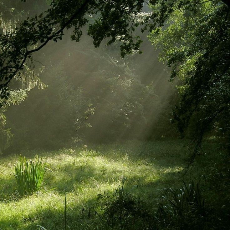 Create meme: the rays of the sun in the forest, rain in the forest, the forest after the rain