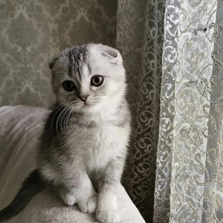 Create meme: scottish fold scottish, Scottish fold Scottish fold, Scottish fold 