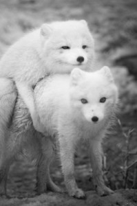 Создать мем: white wolf, песец, arctic fox