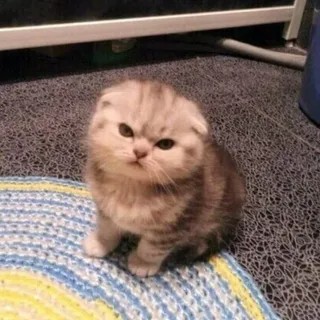 Create meme: slusa meme cat, lop-eared kitten, Scottish fold cat