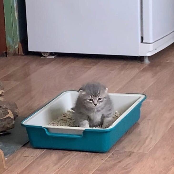 Create meme: kitty tray, cat tray, cat in the tray meme