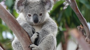 Create meme: wildlife, animals, meme Koala