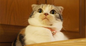 Create meme: the surprised cat, cute cat, the cat in disbelief