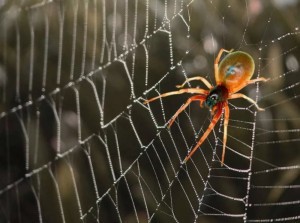 Create meme: spider spider, spiders, a spider spinning a web