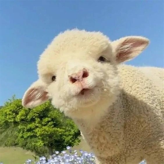Create meme: cat , sheep , lamb