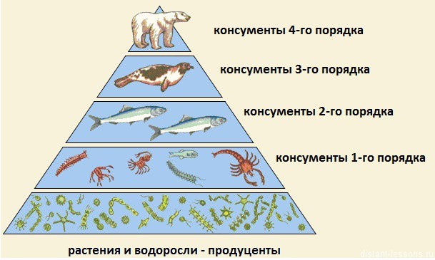 Какую закономерность отображает рисунок пищевую цепь экологическую пирамиду