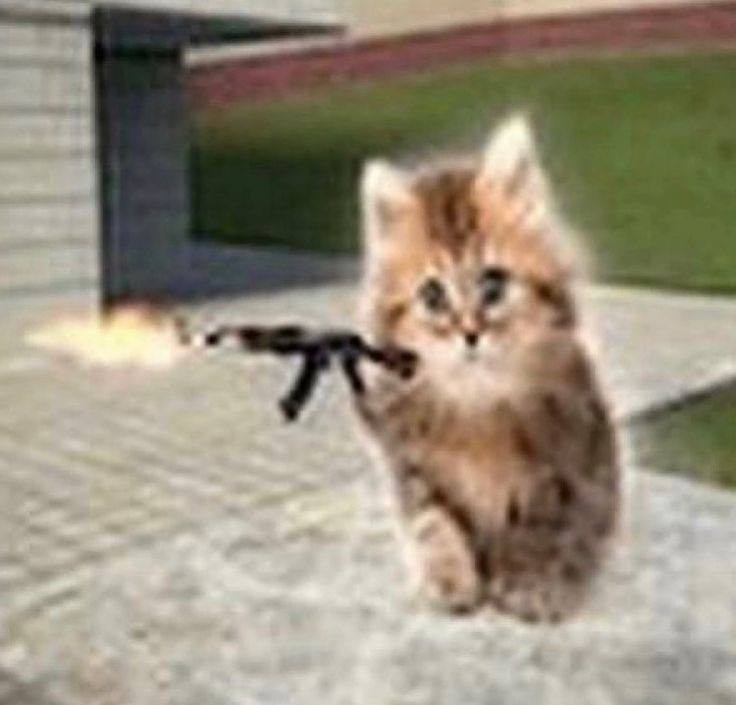 Create meme: the cat shoots out of the machine, cats with machine guns, cat shoots