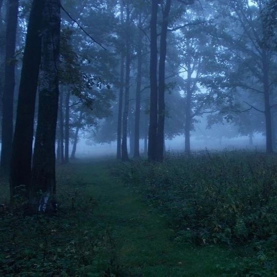 Create meme: dark forest in the fog, the forest dark, mysterious landscapes