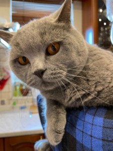 Создать мем: британский кот, шотландский кот темно серый, британская короткошёрстная кошка голубая