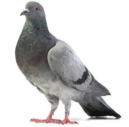 Create meme: Gul, meme pigeon Natasha, pigeon meme