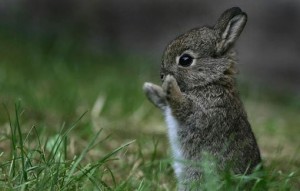 Create meme: hare, Bunny, Bunny
