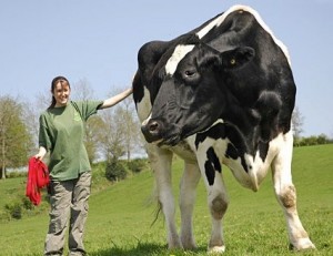 Create meme: the biggest cow, a giant cow, the largest bull in the world