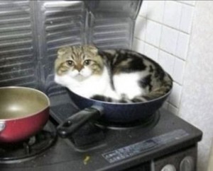 Create meme: soup with a cat, cat, the cat in the pan