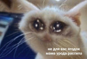 Create meme: crying cat, cat, cat