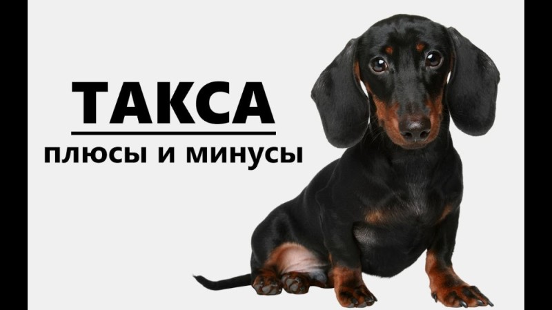 Создать мем: такса такси, порода такса, такса черная