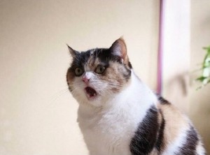 Create meme: cat people, a cat in shock png, wise cat