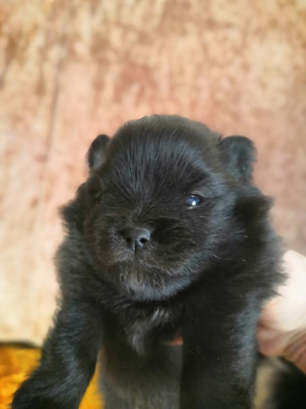 Create meme: pomeranian black, chow chow puppies, the puppy is black