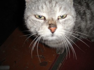 Create meme: cunning cat, cat Misha, cats