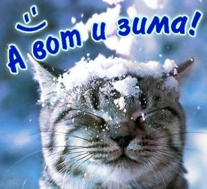 Создать мем: Кошка, с добрым снежным утром картинки, последний день зимы