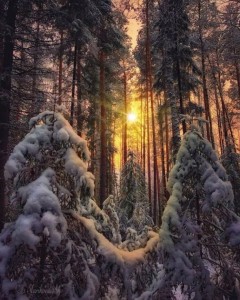 Создать мем: сказочный зимний лес, зимний лес пейзаж, зимний закат в еловом лесу