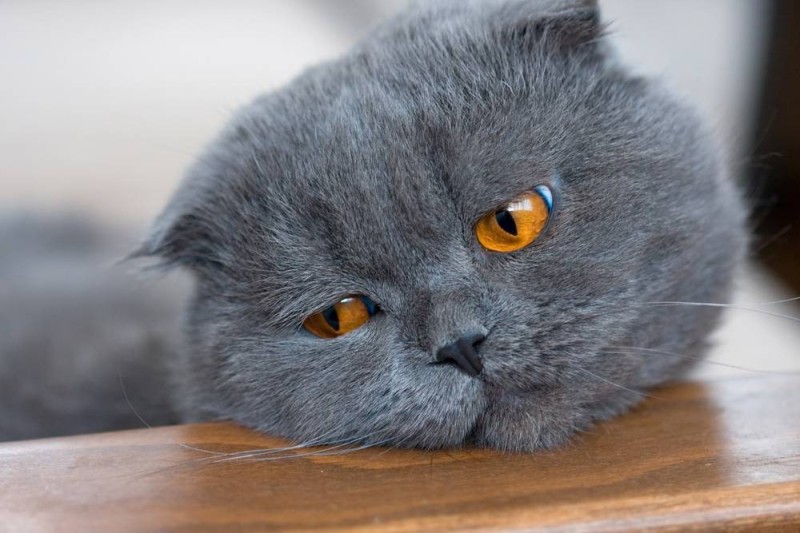 Create meme: Scottish fold cat grey, Scottish fold cat, scottish fold cat