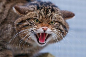Создать мем: европейский лесной кот камышовый, дикая кошка, дикий кот