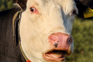 Create meme: cow, the nose of a cow, cow face