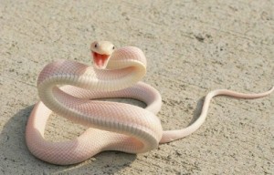 Создать мем: змей, змея во сне, белая змея